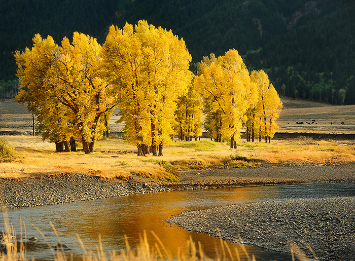 Vibrant autumn trees framing a riverside view — an inviting preview of fall in Camas, WA.